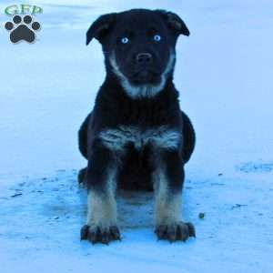 Judge, German Shepherd Puppy